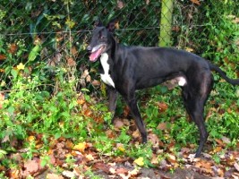 Greyhound-Rüde: COOPER