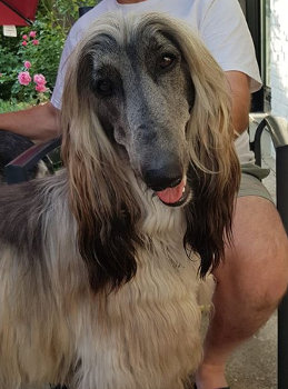 Afghanen-Hündin: DALA