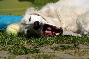 Saluki-Hündin: DANA