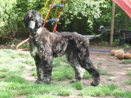 Afghanen-Hündin: DANJA