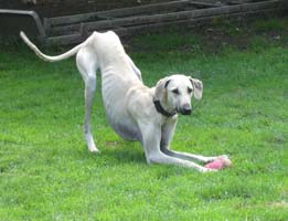 Sloughi-Rüde: DARIF 