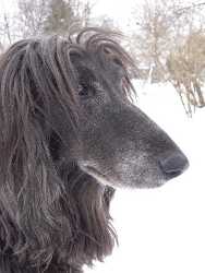 Afghanen-Rüde: DAVIS