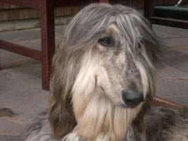 Afghanen-Hündin: DIDO