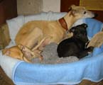 Whippet-Hündin: DIMPI