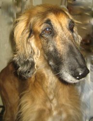 Afghanen-Hündin: DITA