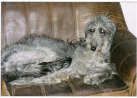 Deerhound-Hündin: BELLA