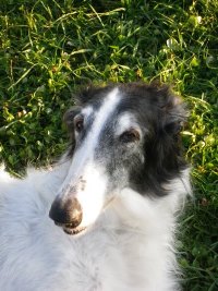 Barsoi-Hündin: DUNJA