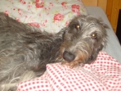 Deerhound-Hündin: ELSA