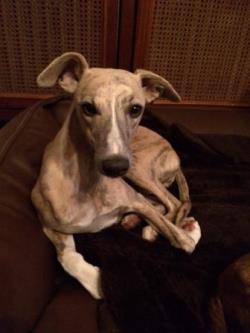 Whippethündin: ELVIRA