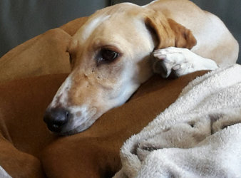 Afghanen-Jagdhund-Mix-Rüde: EMIL