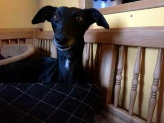 Windhund-Hündin: EMMI