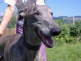 Galgo-Espanol-Rüde: ROBIN