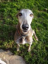 Greyhoundhündin: EVA