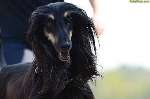 Afghanen-Hündin: EVI