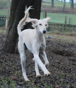 Saluki-Hündin: FANCY