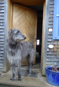 Deerhound-Rüde: FERDI