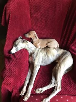 Windspiel-Rüde: FINLEY