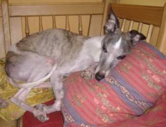 Whippet-Hündin: FLORA