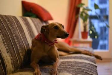 Greyhound-Hündin: FOXY