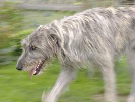 Irish-Wolfhound-Rüde: FRIEDER