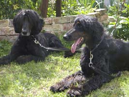 Afghanen-Pärchen: FENG & SHUI 