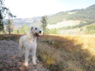 Irish-Wolfhound-Rüde: GANDI