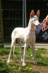 Afghanen-Rüde: GERONIMO