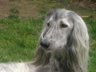 Afghanen-Rüde: GERRY