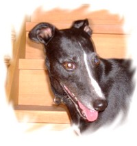 Whippet-Hündin: GIULIA