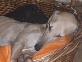 Sloughi-Rüde: GOURI