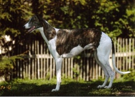 Greyhound-Rüde: BALU