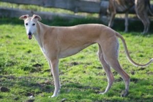Greyhound-Hündin: CLEOPATRA