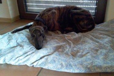 Greyhound-Hündin: EMMA