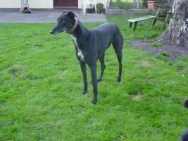 Greyhound-Hündin: KATE