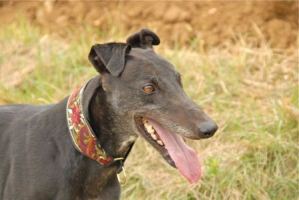 Greyhound-Rüde: ROY