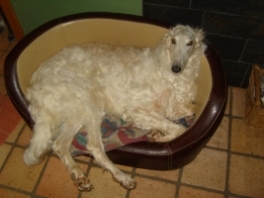 Barsoi-Hündin: GRUSCHA