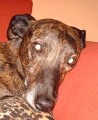 Whippet-Greyhound-Rüde: SPEEDY 