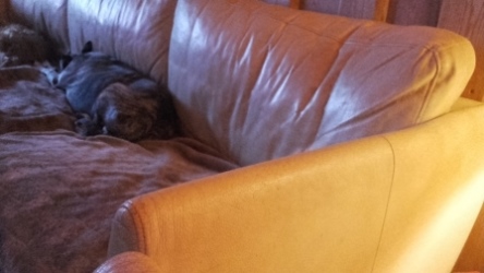 Galgo-Espanol-Rüde: HAMLET