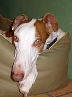 Greyhound-Rüde: HARVEY