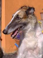 Barsoi-Hündin: HEIDI