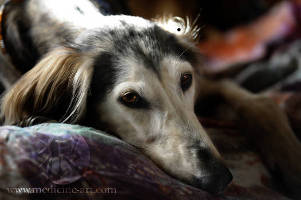 Saluki-Hündin: HERMA