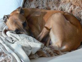 Whippet-Rüde: JERRY