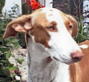 Podenco Ibicenco-Hündin : IBY