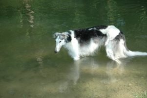 16 Barsois: Rüde IGOR