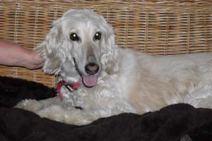 Afghanen-Hündin: IRMA LA DOUCE