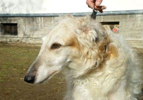 Barsoi-Hündin: IVANKA