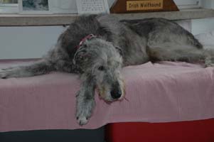Irish-Wolfhound-Rüde: KALLE