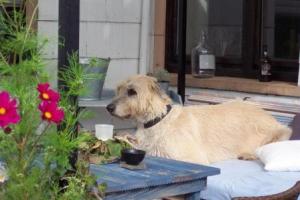 Irish-Wolfhound-Rüde: DIEGO