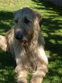 Irish-Wolfhound-Hündin: FENJA