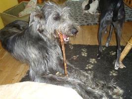 Irish-Wolfhound-.Rüde: JAMES
